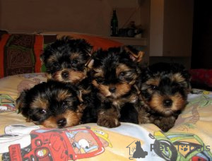 Photo №2 to announcement № 123516 for the sale of beaver yorkshire terrier - buy in Germany private announcement