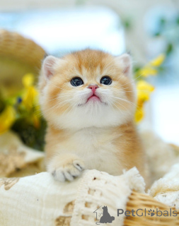 Photo №3. Female British shorthair Kitten. Belgium