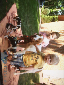 Additional photos: Russian Hound puppies. We're a month and a half old.