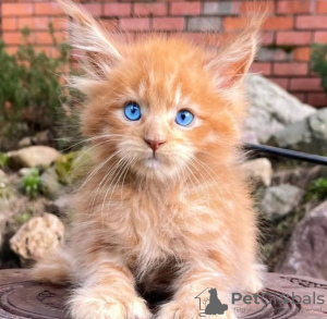 Photo №2 to announcement № 123676 for the sale of maine coon - buy in Germany private announcement