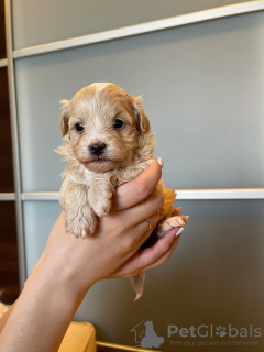 Photo №4. I will sell maltipu in the city of Minsk. breeder - price - 2000$
