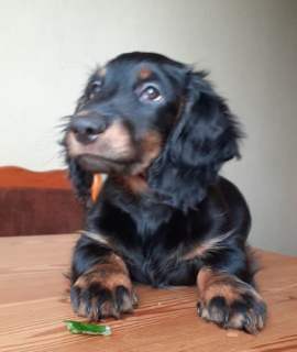 Photo №4. I will sell dachshund in the city of Kiev. breeder - price - 181$