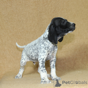 Photo №2 to announcement № 144946 for the sale of non-pedigree dogs - buy in France breeder