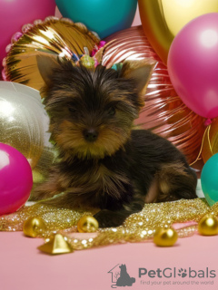 Photo №3. Yorkshire Terrier. Russian Federation