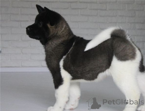 Photo №3. Akita puppies. Belgium