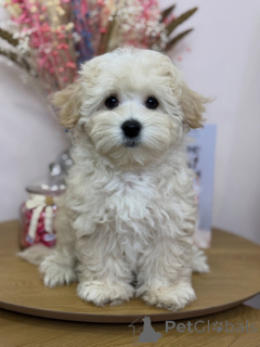 Photo №4. I will sell maltipu in the city of CalW. private announcement - price - negotiated