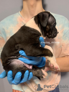 Photo №3. American Bools XL Puppy. Serbia