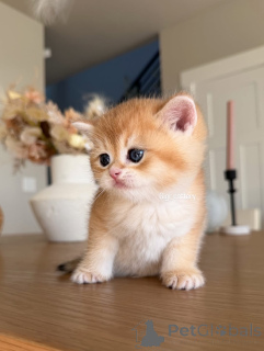 Photo №2 to announcement № 162905 for the sale of british shorthair - buy in France private announcement
