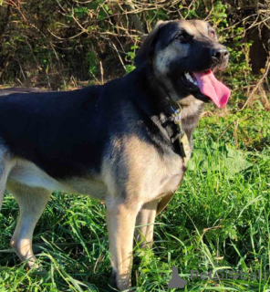 Photo №2 to announcement № 166920 for the sale of non-pedigree dogs - buy in Belarus private announcement