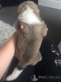 Photo №4. I will sell akita in the city of Châtelet. private announcement, breeder - price - 1032$