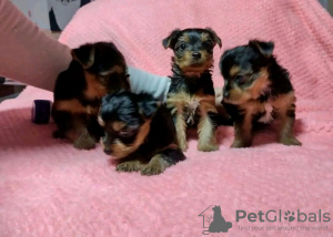 Photo №1. yorkshire terrier - for sale in the city of Dubai | 433$ | Announcement № 13797