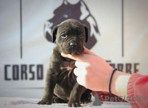 Photo №1. cane corso - for sale in the city of Vršac | Is free | Announcement № 129035