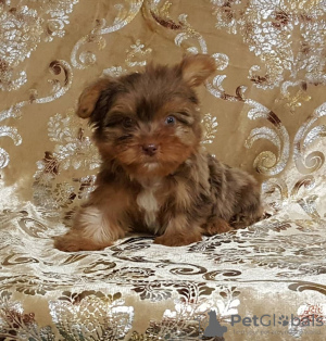 Photo №1. yorkshire terrier - for sale in the city of Sioux Falls | 350$ | Announcement № 39690