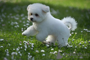 Photo №2 to announcement № 100386 for the sale of bichon frise - buy in Serbia breeder