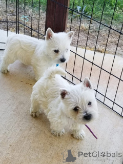 Photo №1. west highland white terrier - for sale in the city of London Borough of Camden | Is free | Announcement № 150507