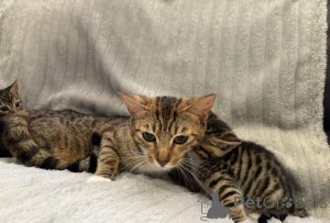 Photo №1. bengal cat - for sale in the city of Albinen | 361$ | Announcement № 169312