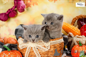 Photo №4. I will sell british shorthair in the city of Amsterdam. breeder - price - negotiated