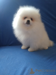 Photo №2 to announcement № 10706 for the sale of pomeranian - buy in Ukraine breeder