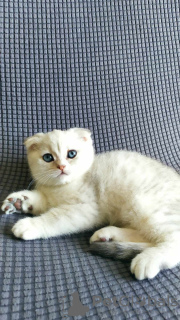 Photo №4. I will sell scottish fold in the city of Daugavpils. private announcement - price - negotiated