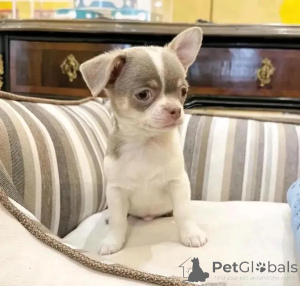 Photo №1. chihuahua - for sale in the city of Helsinki | 516$ | Announcement № 144452