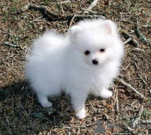 Photo №1. pomeranian - for sale in the city of Charleston | negotiated | Announcement № 22341