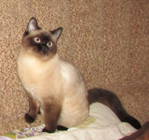 Additional photos: selling titled cat for breeding go to favorites