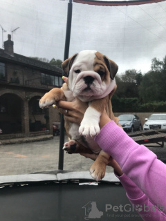 Photo №3. Vaccinated English bulldog puppies for sale now. Germany