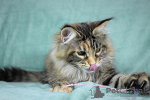 Photo №1. maine coon - for sale in the city of Volgograd | 405$ | Announcement № 14217