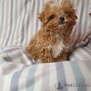 Photo №2 to announcement № 159053 for the sale of poodle (toy) - buy in Germany from the shelter, breeder