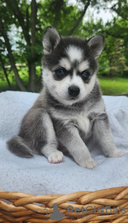 Photo №1. siberian husky - for sale in the city of Антверпен | 264$ | Announcement № 109604