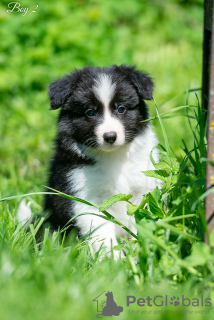Photo №1. border collie - for sale in the city of Kaluga | 1212$ | Announcement № 10708