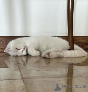 Photo №2 to announcement № 165467 for the sale of  - buy in France 