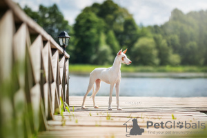 Photo №2 to announcement № 58787 for the sale of ibizan hound - buy in Lithuania breeder