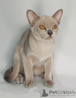 Photo №1. burmese cat - for sale in the city of Krasnodar | negotiated | Announcement № 35412