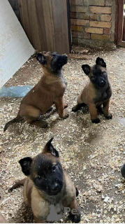 Photo №3. Belgian Shepherd Dog (Malinois). Serbia