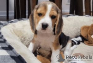 Photo №1. beagle - for sale in the city of Berlin | Is free | Announcement № 126899