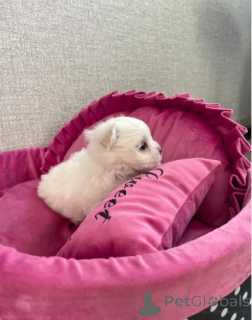 Photo №4. I will sell maltese dog in the city of Berlin. breeder - price - negotiated