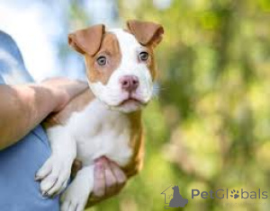 Photo №3. American Pit Bull Terrier Puppies. Germany