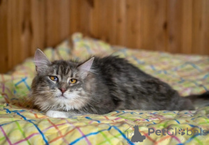 Photo №1.  - for sale in the city of Moscow river | Is free | Announcement № 150996