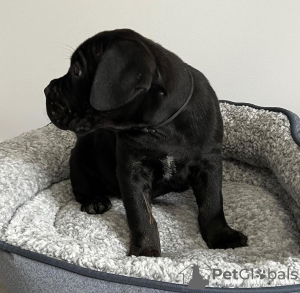 Photo №1. cane corso - for sale in the city of Georgetown | 700$ | Announcement № 110010