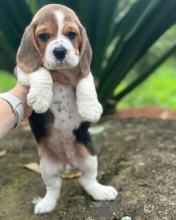 Photo №4. I will sell beagle in the city of Berlin. private announcement - price - 380$