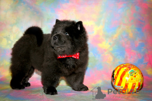 Photo №1. chow chow - for sale in the city of Москва | 507$ | Announcement № 8037