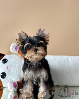 Photo №1. yorkshire terrier - for sale in the city of Seydispjordur | negotiated | Announcement № 159937