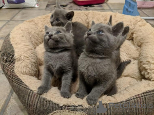 Photo №1. russian blue - for sale in the city of Verden (Aller) | 370$ | Announcement № 103793
