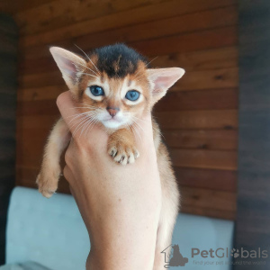 Photo №4. I will sell abyssinian cat in the city of Minsk. from nursery - price - 700$