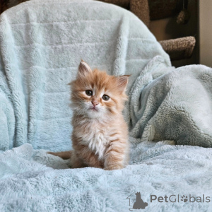 Photo №3. Very cute male and female Siberian Kittens. France