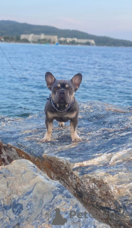 Photo №1. french bulldog - for sale in the city of Belgrade | negotiated | Announcement № 116980