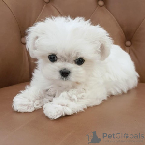 Photo №2 to announcement № 107565 for the sale of maltese dog - buy in France private announcement