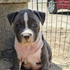 Photo №1. american staffordshire terrier - for sale in the city of Kiev | 475$ | Announcement № 81323