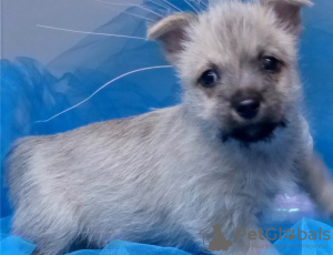 Photo №1. cairn terrier - for sale in the city of Berlin | Is free | Announcement № 126912